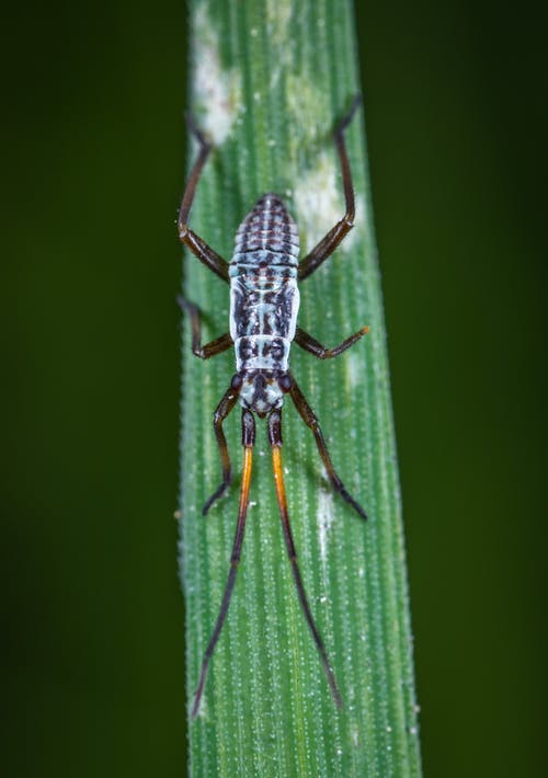 白色和黑色东部长角牛甲虫的宏观照片 · 免费素材图片