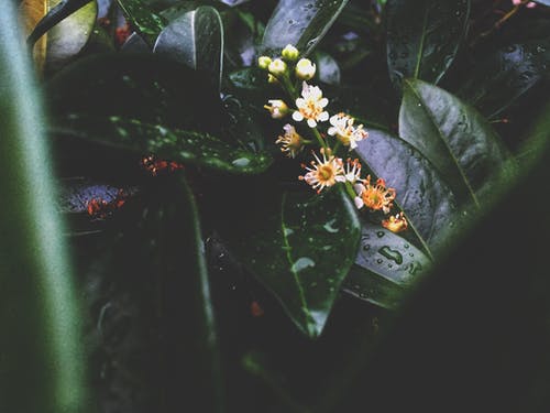 植物浅焦点摄影 · 免费素材图片