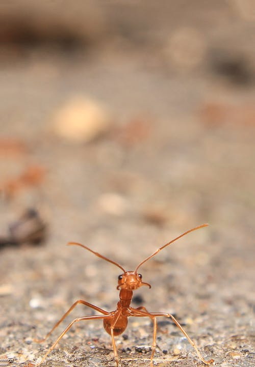 蚂蚁的特写摄影 · 免费素材图片