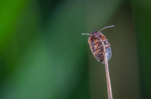 棕色的甲虫，棕色茎上的宏观照片 · 免费素材图片