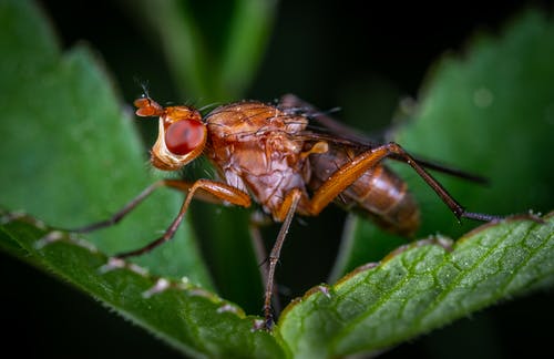红蚂蚁 · 免费素材图片