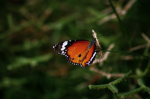 蝴蝶特写摄影 · 免费素材图片