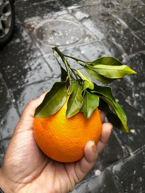 人的手拿着橙色水果 · 免费素材图片