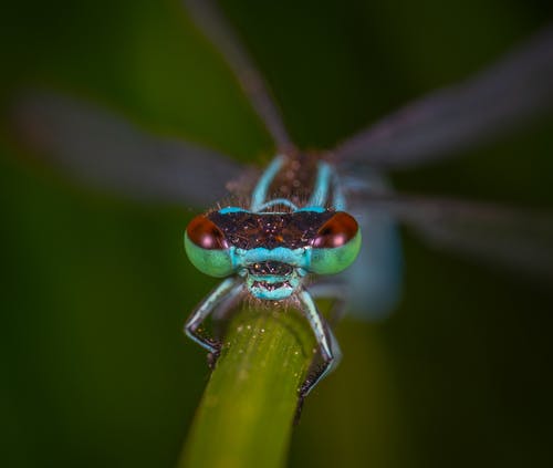 五彩翅昆虫 · 免费素材图片