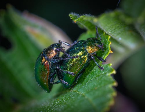 叶上的两个绿色甲虫 · 免费素材图片