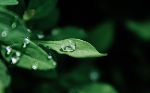 叶子上的水滴的微距摄影 · 免费素材图片