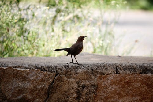 黑鸟在石头表面 · 免费素材图片