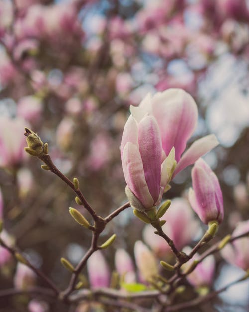 玉兰花的特写摄影 · 免费素材图片