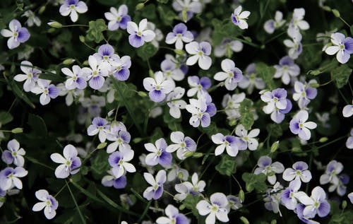 白色和紫色花瓣花 · 免费素材图片