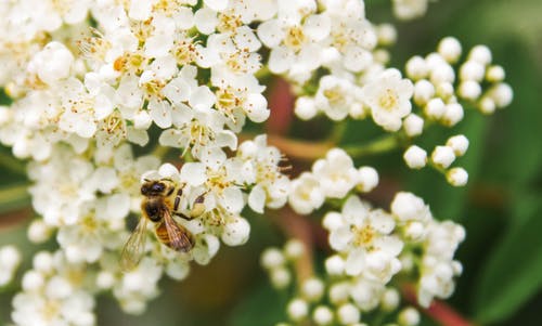 蜜蜂在白花上的倾斜移位镜头摄影 · 免费素材图片