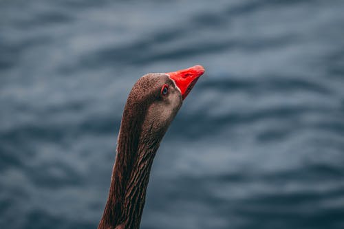 棕色和红色的鹅宏摄影 · 免费素材图片