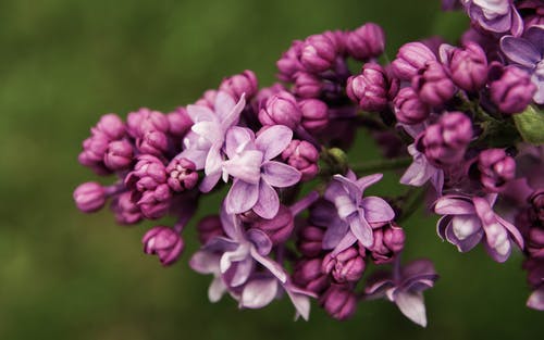 紫色的花瓣花朵的特写照片 · 免费素材图片
