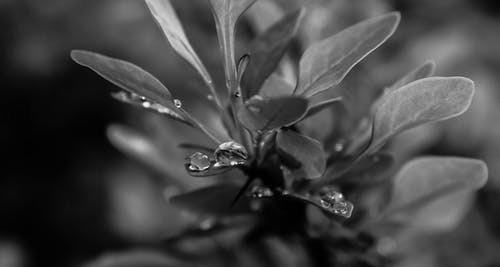 植物的灰度照片 · 免费素材图片