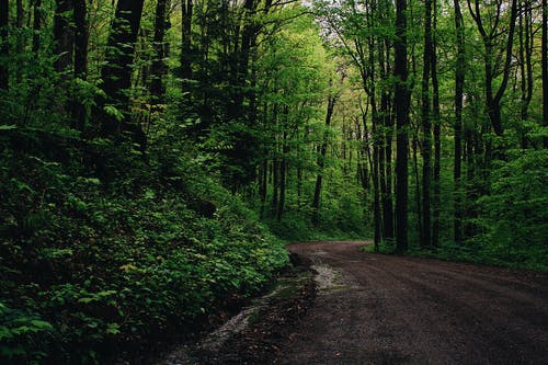 路旁的绿叶树木 · 免费素材图片