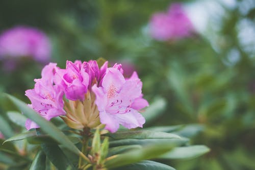 浅粉红色花瓣的焦点摄影 · 免费素材图片