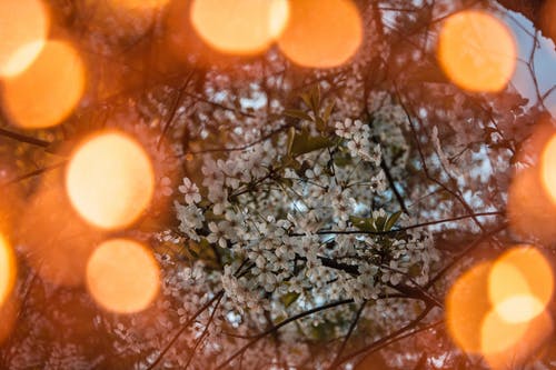 白树开花的散景摄影 · 免费素材图片