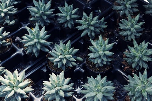 绿叶植物批次 · 免费素材图片