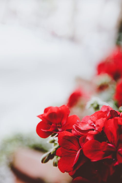 红色花朵照片 · 免费素材图片