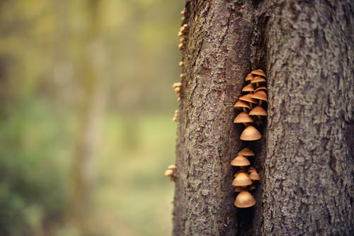 蘑菇在树干上的特写照片 · 免费素材图片
