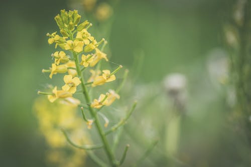黄色花瓣花的特写照片 · 免费素材图片