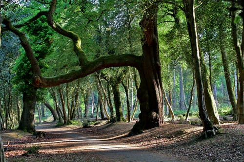 有关forestpark, 公园, 天性的免费素材图片