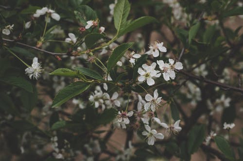 白色花瓣的花朵选择性聚焦摄影 · 免费素材图片