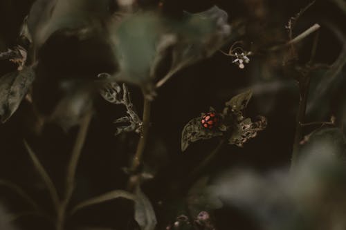 瓢虫栖息在植被的叶子上 · 免费素材图片