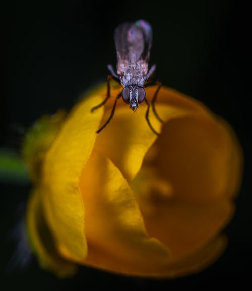 黑色的草wing，栖息在黄色的花的宏观照片 · 免费素材图片