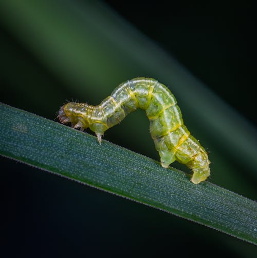 绿毛虫在绿叶上的浅焦点摄影 · 免费素材图片