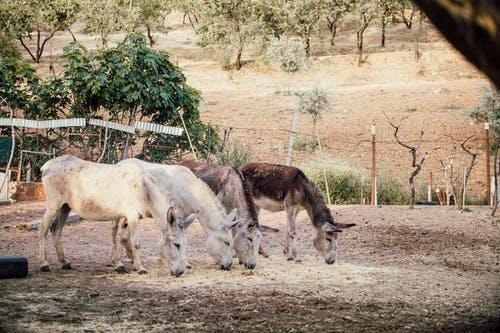 植物附近的两个白色和两个棕色驴 · 免费素材图片