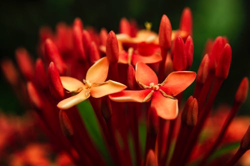 红花瓣的照片 · 免费素材图片