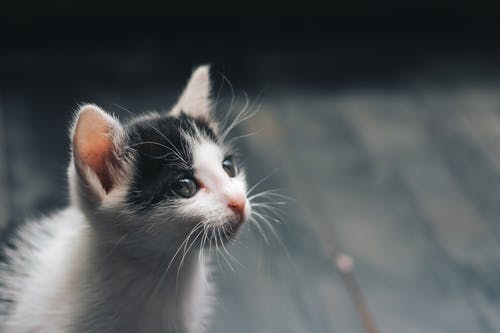 白色和黑色小猫的景深照片 · 免费素材图片