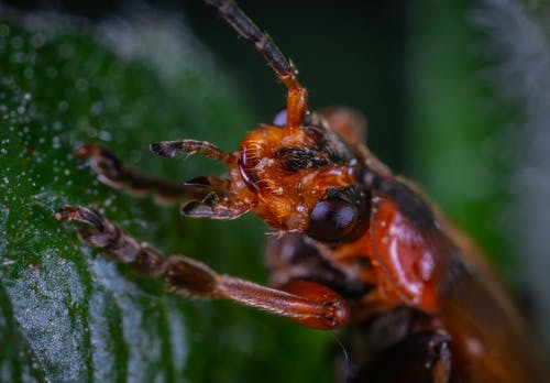 昆虫的特写照片 · 免费素材图片