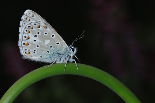 栖息在特写摄影中的绿色茎上的常见蓝蝴蝶 · 免费素材图片