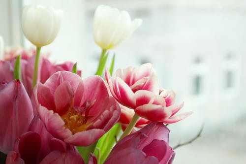 粉色郁金香花 · 免费素材图片