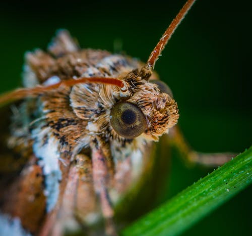 褐蛾的宏观照片 · 免费素材图片