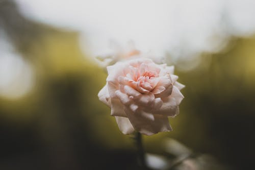 粉红玫瑰花朵的选择性焦点照片 · 免费素材图片