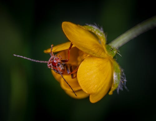 关闭了黄色的花瓣上的红色昆虫的照片 · 免费素材图片
