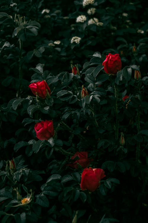 盛开的玫瑰丛，在暮色中的红色花瓣 · 免费素材图片