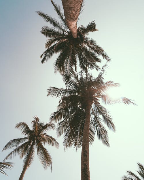 蓝蓝的天空下椰子树的低角度摄影 · 免费素材图片