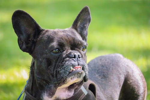 成人黑白法国斗牛犬的选择性焦点照片 · 免费素材图片