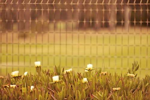 栅栏附近的白花的选择性聚焦照片 · 免费素材图片