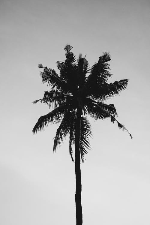 椰子树在灰色的天空下 · 免费素材图片