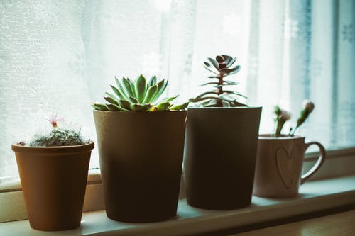 靠近窗户的花盆上的四种什锦植物 · 免费素材图片