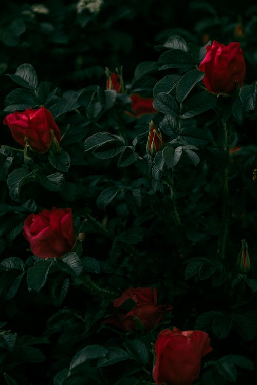 红玫瑰植物摄影 · 免费素材图片