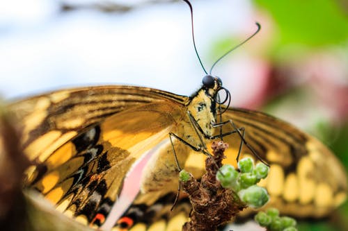 黄色的蝴蝶的特写照片 · 免费素材图片