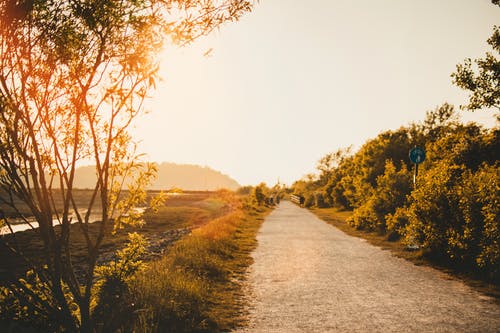 草之间的灰色土壤通路 · 免费素材图片