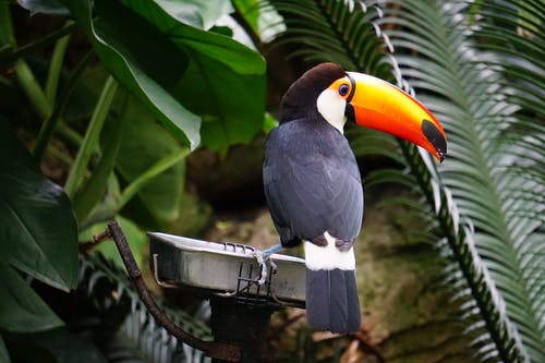 栖息的托科巨嘴鸟 · 免费素材图片