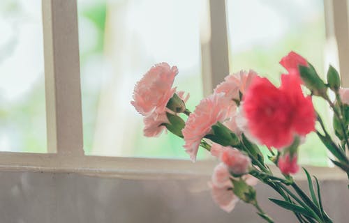 玻璃窗附近的粉红色花瓣花 · 免费素材图片