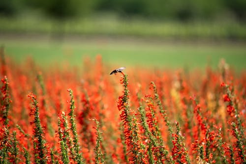 白天红色花瓣花园 · 免费素材图片